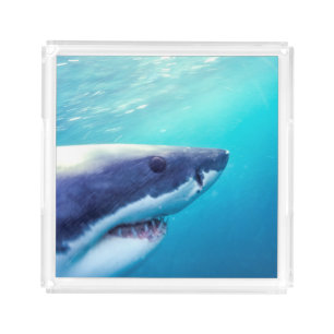 Great White Shark South Africa Acrylic Tray