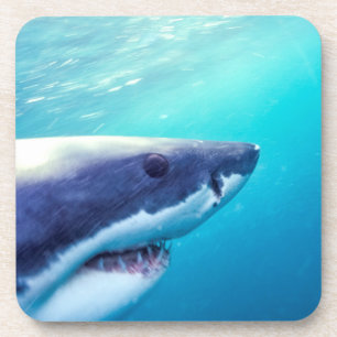 Great White Shark South Africa Beverage Coaster