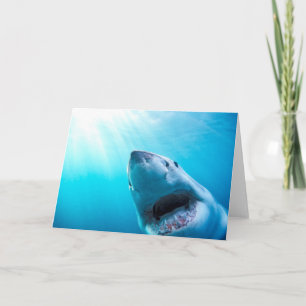 Great White Shark   South Africa Card