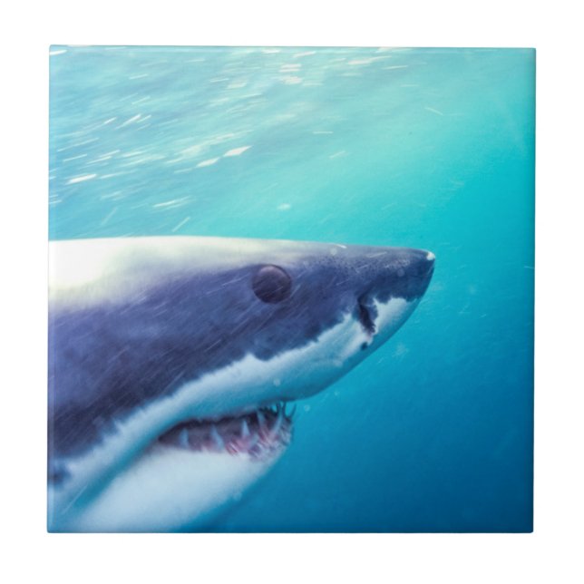 Great White Shark | South Africa Ceramic Tile (Front)
