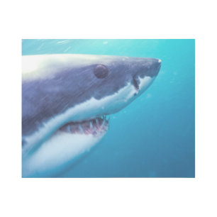 Great White Shark   South Africa Gallery Wrap