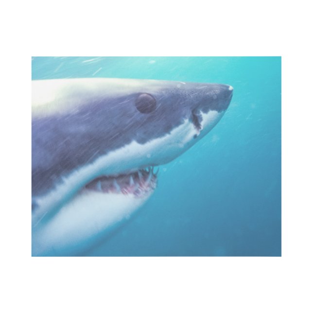 Great White Shark | South Africa Gallery Wrap (Front)