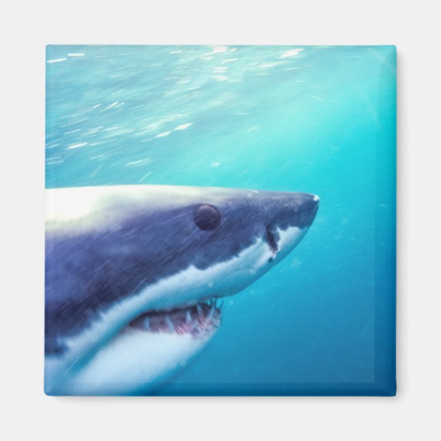 Great White Shark | South Africa Magnet (Front)