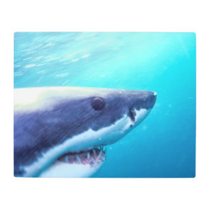 Great White Shark South Africa Metal Print