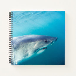 Great White Shark, South Africa Notebook