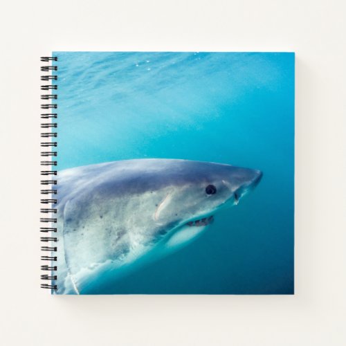 Great White Shark South Africa Notebook