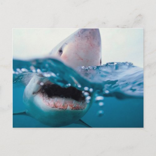 Great White Shark South Africa Postcard
