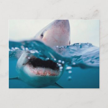 Great White Shark  South Africa Postcard by theworldofanimals at Zazzle