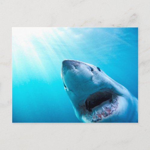 Great White Shark  South Africa Postcard