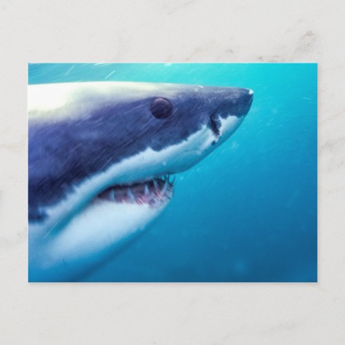 Great White Shark  South Africa Postcard