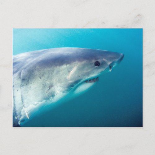 Great White Shark South Africa Postcard