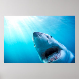 Great White Shark South Africa Poster