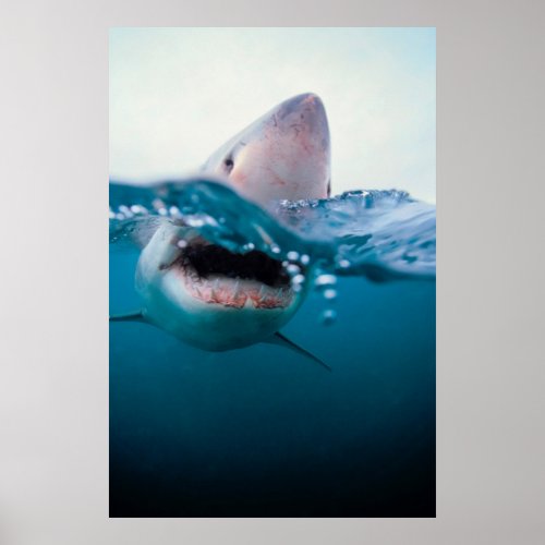 Great White Shark South Africa Poster