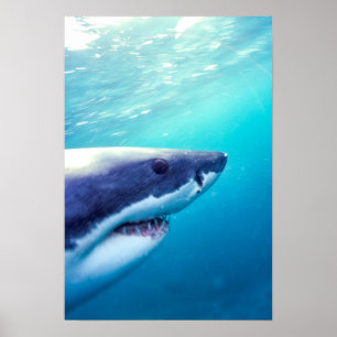 Great White Shark South Africa Poster