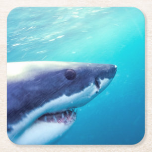 Great White Shark   South Africa Square Paper Coaster