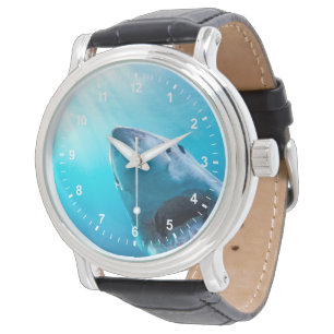 Great White Shark South Africa Watch