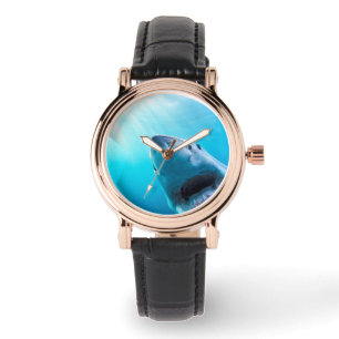 Great White Shark South Africa Watch