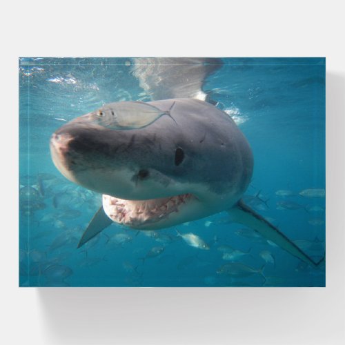 Great White Shark Underwater Australia Paperweight