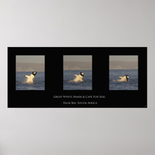 Great White Takes Seal Poster