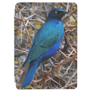 Greater Blue Eared Starling bird iPad Air Cover