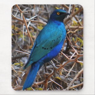 Greater Blue Eared Starling bird Mouse Pad