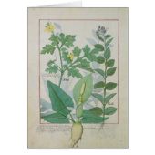 Greater Celandine or Poppy (Front)