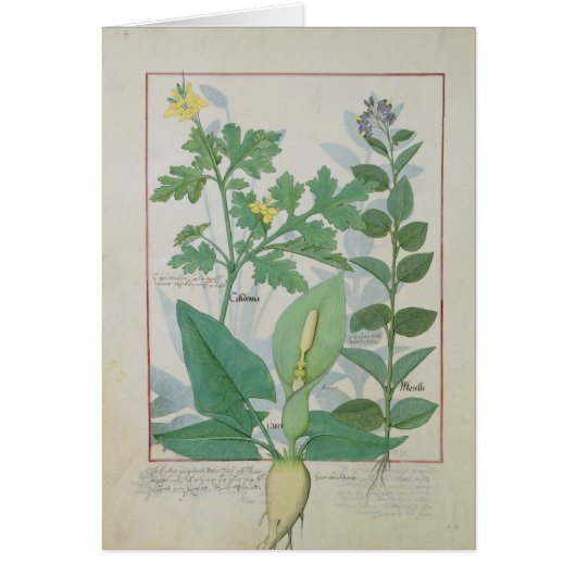 Greater Celandine or Poppy (Front)