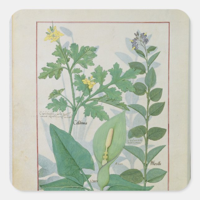 Greater Celandine or Poppy Square Sticker (Front)