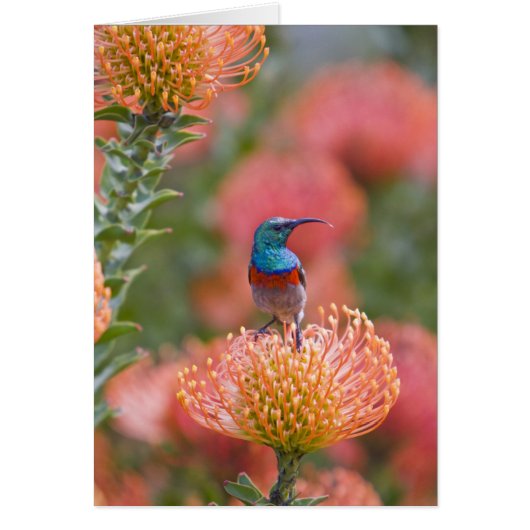 Greater Double-collared Sunbird Cards (Front)