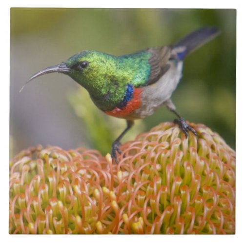 Greater Double_collared Sunbird feeds on 2 Tile