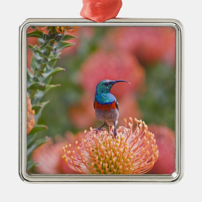 Greater Double-collared Sunbird Metal Ornament (Front)