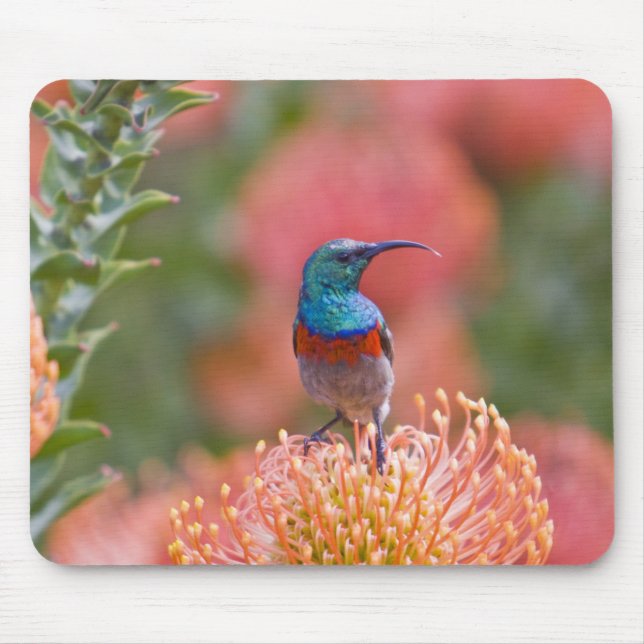 Greater Double-collared Sunbird Mouse Pad (Front)