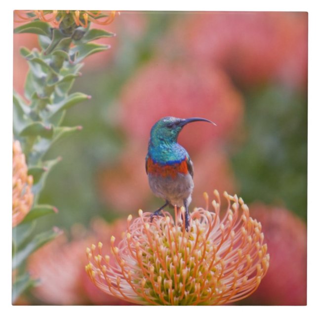 Greater Double-collared Sunbird Tile (Front)