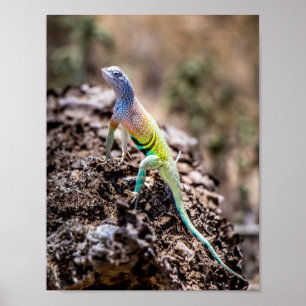 Greater Earless Lizard Poster