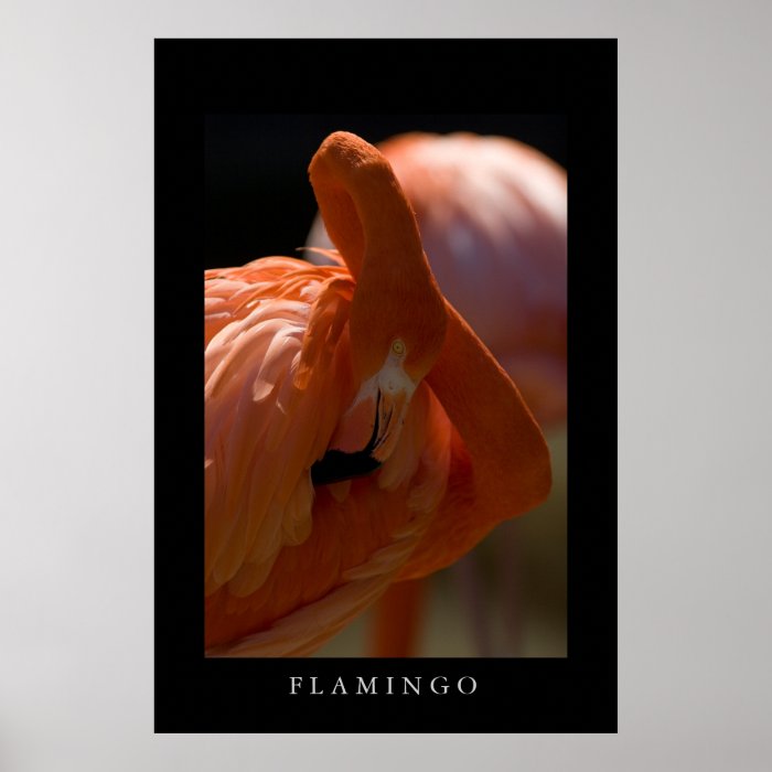 Greater Flamingo Print