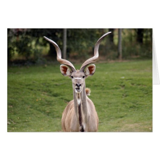 greater-kudu-2 cards (Front Horizontal)