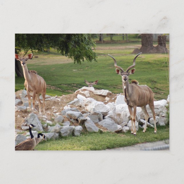 greater-kudu-8 postcard (Front)