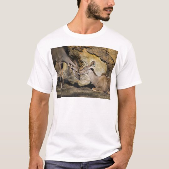 Greater Kudu Affection T-Shirt