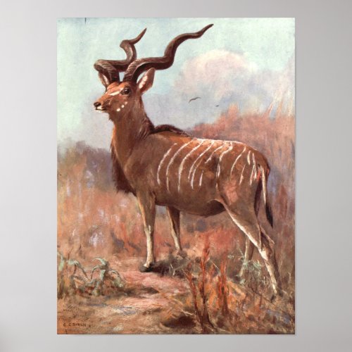 Greater Kudu Antelope by Swan Vintage Wild Animal Poster