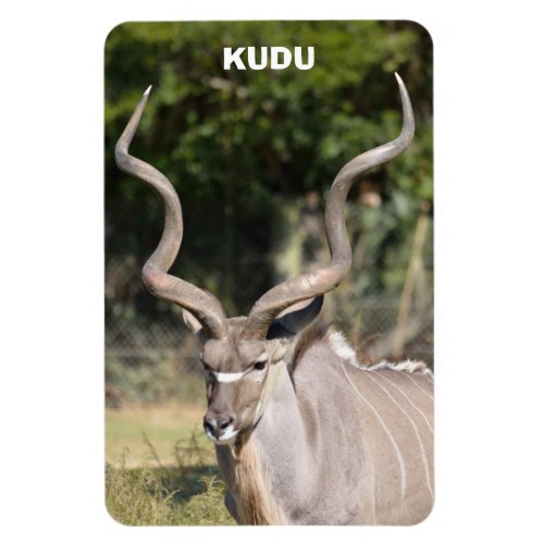 Greater Kudu Magnet