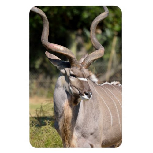 Greater Kudu Magnet