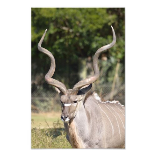 Greater Kudu Photo Print