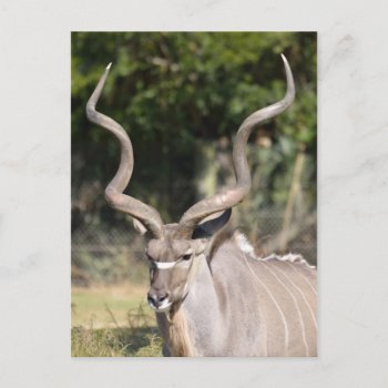 Greater Kudu Postcard by paul68 at Zazzle