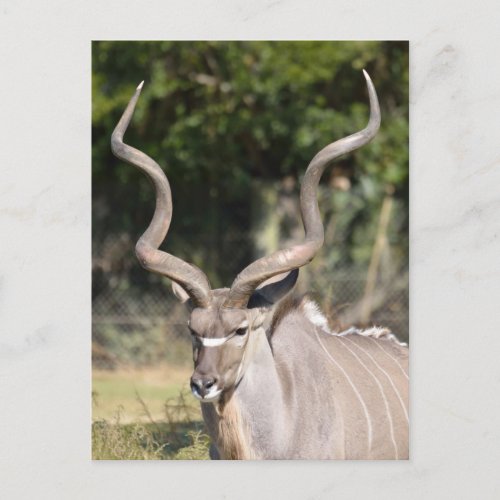 Greater Kudu Postcard