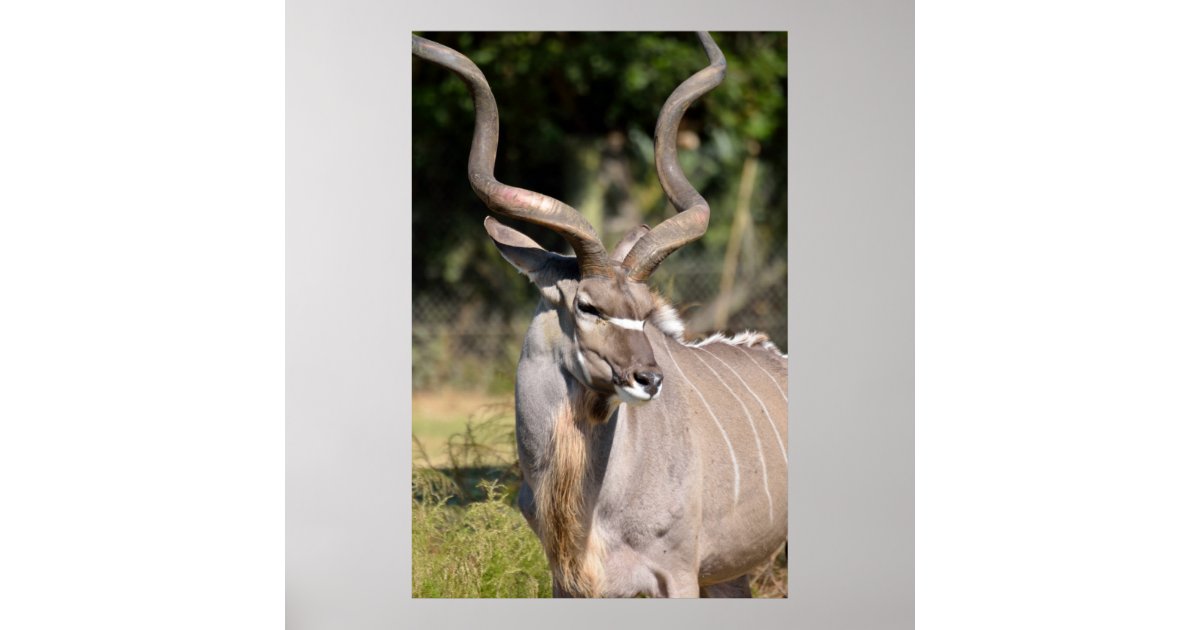 Greater Kudu Poster | Zazzle