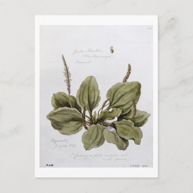 Greater Plantain, painted at Bayswater, 24th July Postcard (Front)