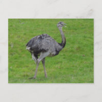 Greater Rhea #1 Postcard