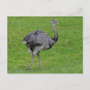 Greater Rhea #1 Postcard
