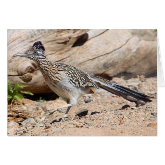 Greater Roadrunner (Front Horizontal)