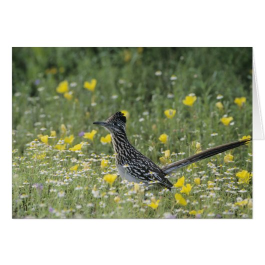 Greater Roadrunner, Geococcyx californianus, Cards (Front Horizontal)